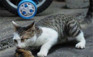 小猫捉老鼠图片 第5张