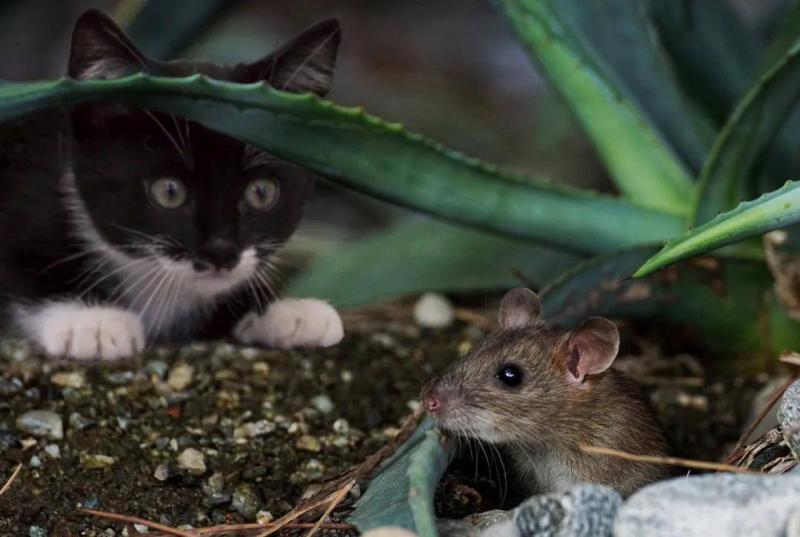 小猫捉老鼠图片 第6张