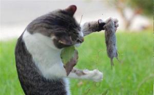 小猫捉老鼠图片 第8张