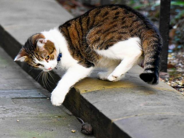 小猫捉老鼠图片 第9张