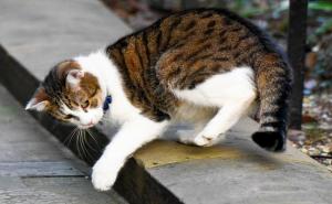 小猫捉老鼠图片 第9张