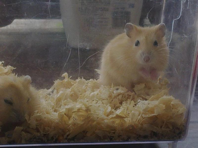 加卡利亚仓鼠图片 第5张