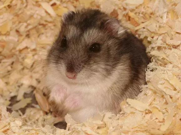 加卡利亚仓鼠图片 第3张