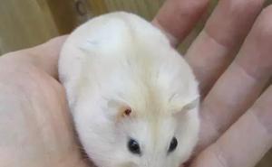加卡利亚仓鼠图片 第6张