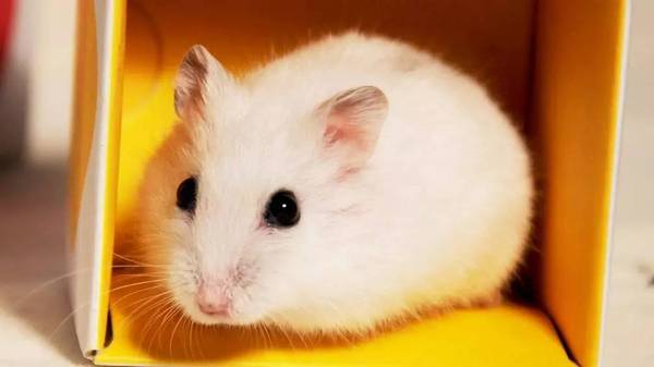 加卡利亚仓鼠图片 第7张