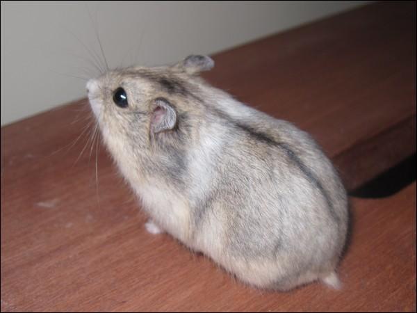 加卡利亚仓鼠图片 第8张