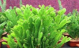 仙巴掌图片 第8张