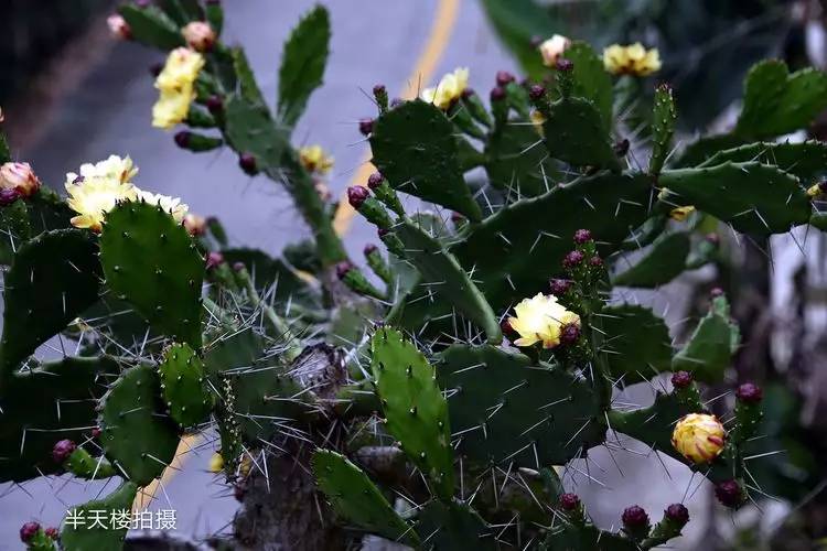 仙巴掌图片 第9张