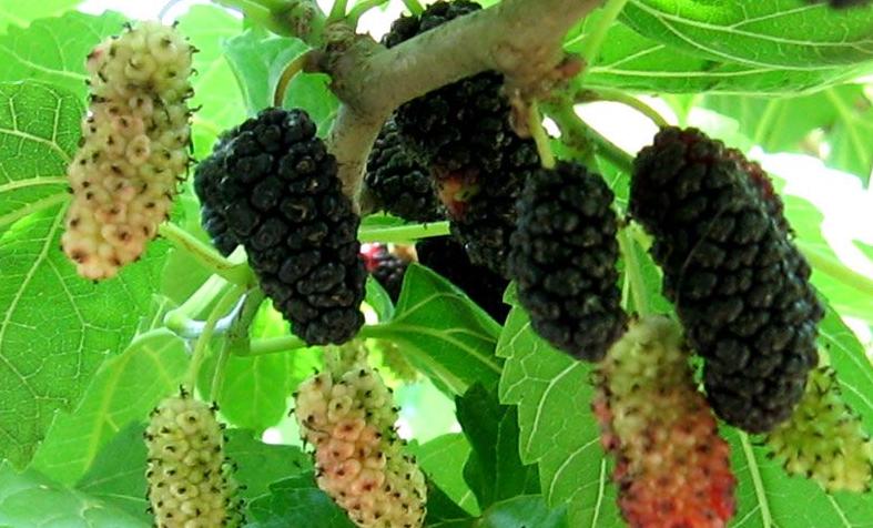 桑肾子图片 第1张