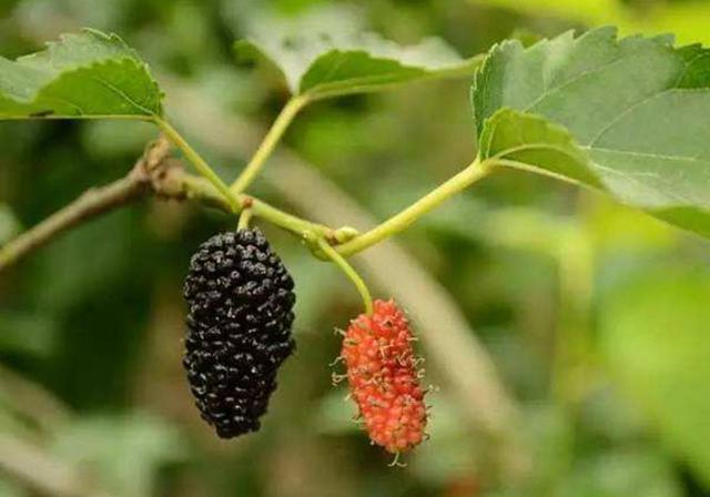 桑肾子图片 第2张