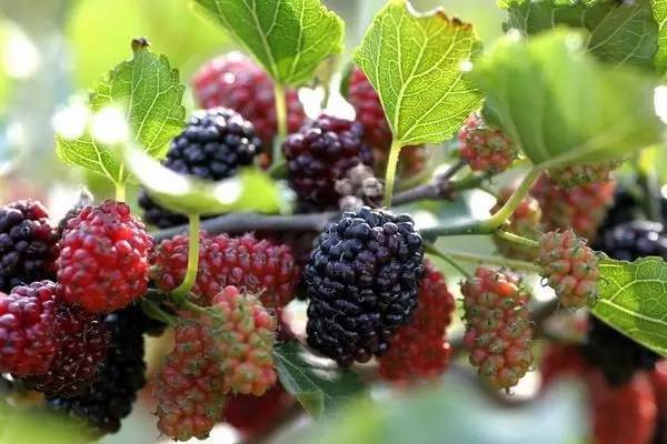 桑肾子图片 第5张