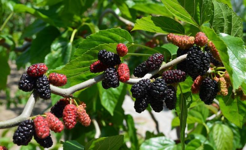 桑肾子图片 第4张