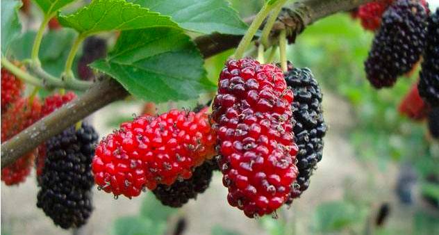 桑肾子图片 第3张