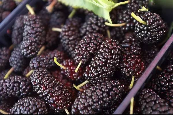 桑肾子图片 第8张