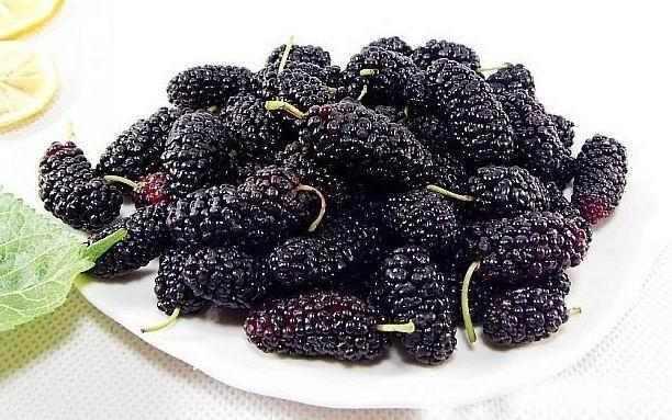 桑肾子图片 第7张