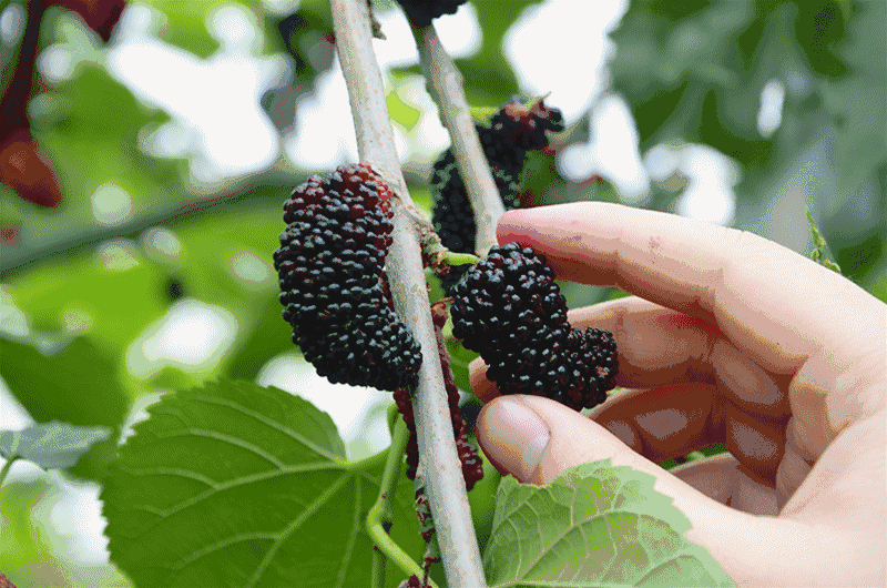 桑肾子图片 第6张