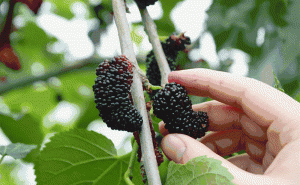 桑肾子图片 第6张