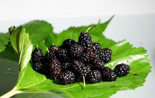 桑肾子图片 第10张