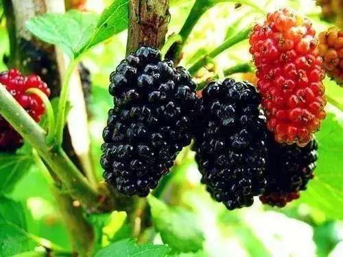 桑肾子图片 第11张