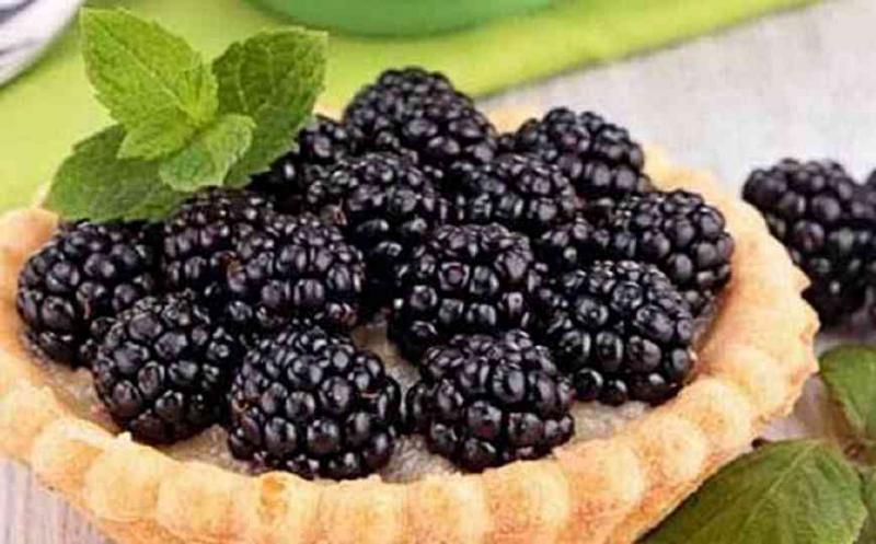 桑肾子图片 第9张