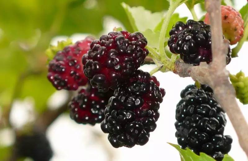 桑肾子图片 第12张