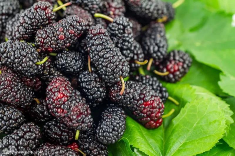 桑肾子图片 第13张