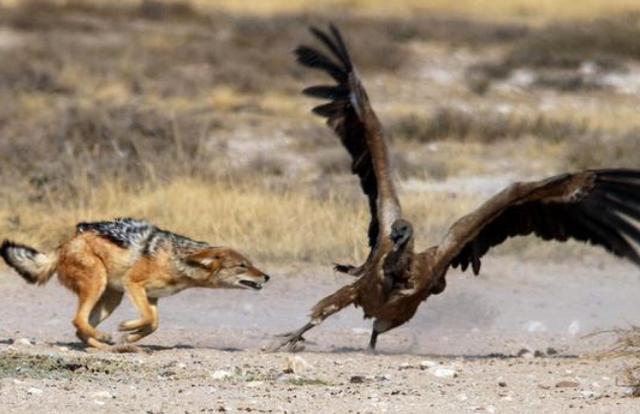 豺狼图片 第2张