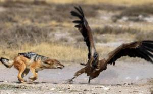 豺狼图片 第2张