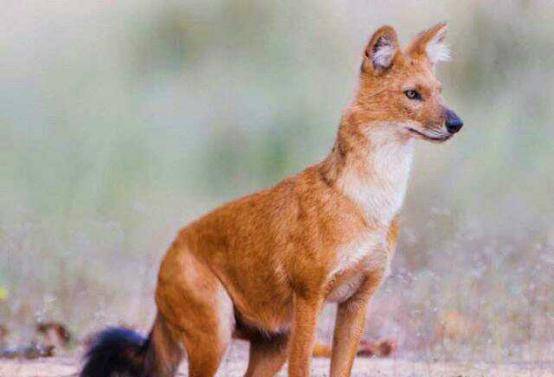 豺狼图片 第1张