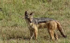 豺狼图片 第3张