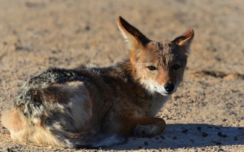 豺狼图片 第4张