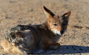 豺狼图片 第4张