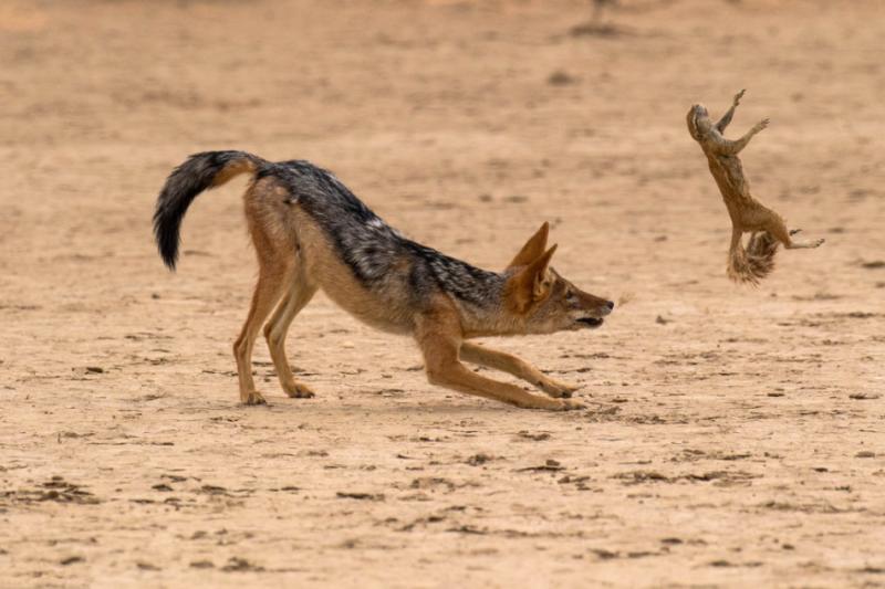 豺狼图片 第5张