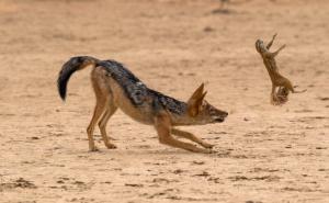 豺狼图片 第5张