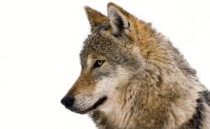 灰狼图片 第3张