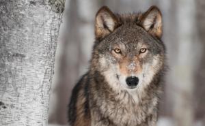 灰狼图片 第2张