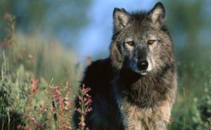 灰狼图片 第4张