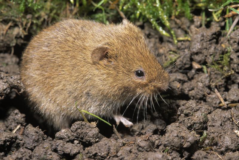 田鼠图片 第1张