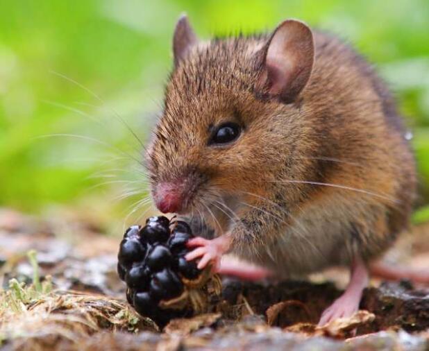 田鼠图片 第2张