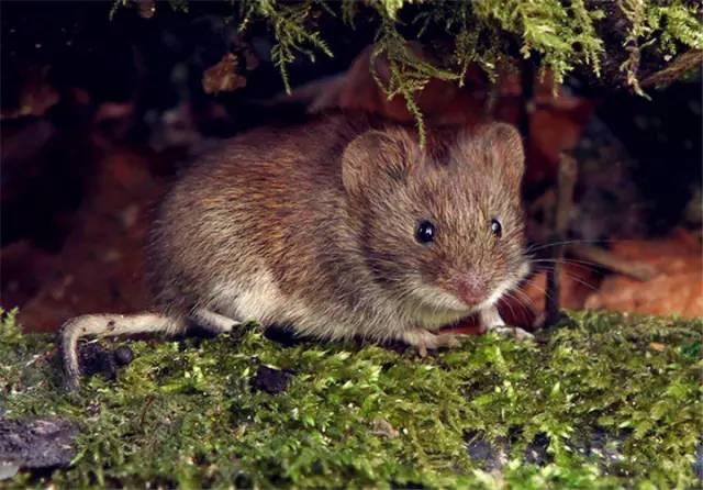 田鼠图片 第3张