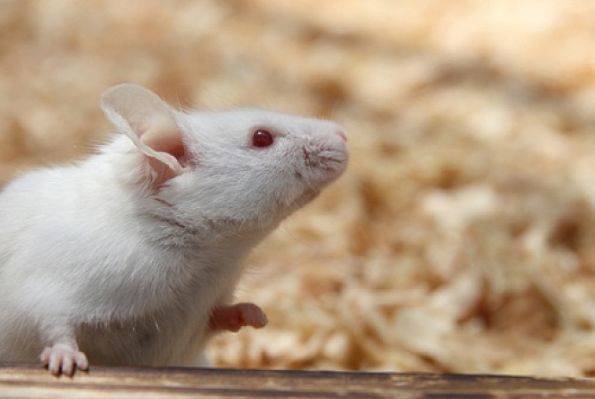家鼠图片 第1张
