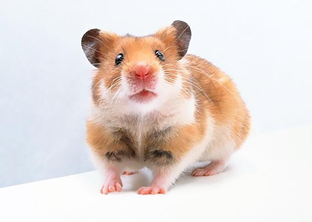 家鼠图片 第6张