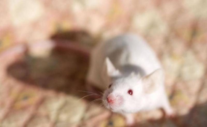 家鼠图片 第3张