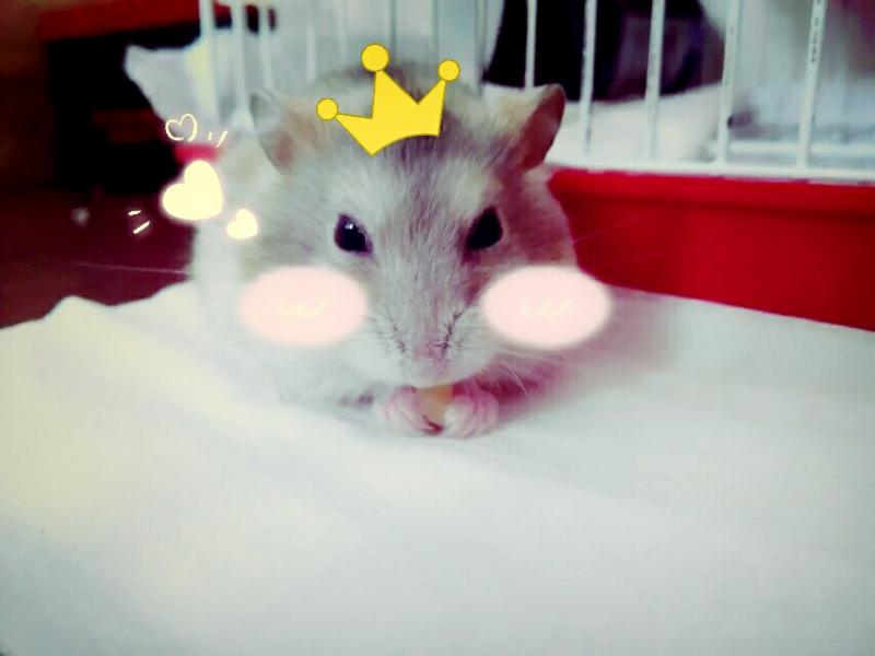 家鼠图片 第4张