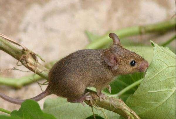 家鼠图片 第5张