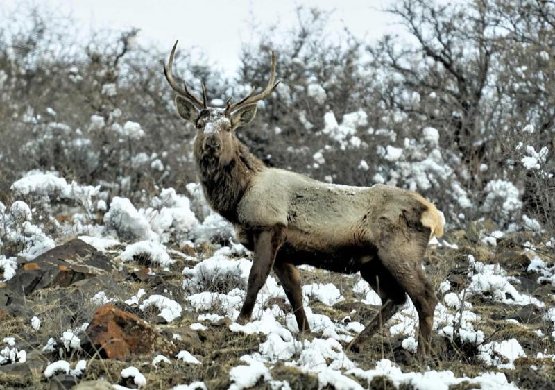 马鹿图片 第4张