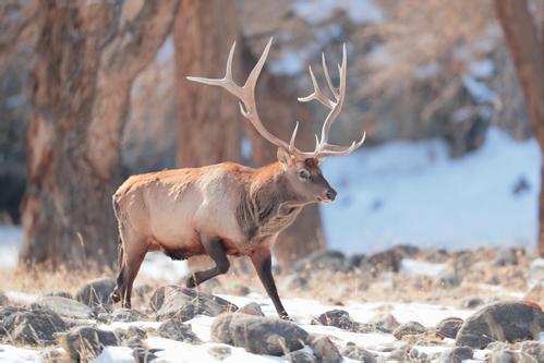 马鹿图片 第3张