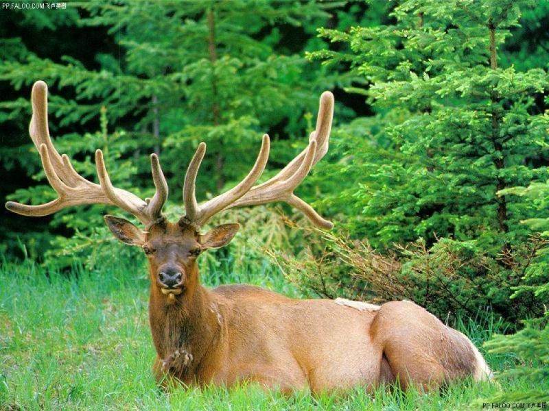 马鹿图片 第6张