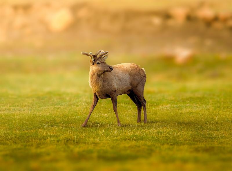 马鹿图片 第8张