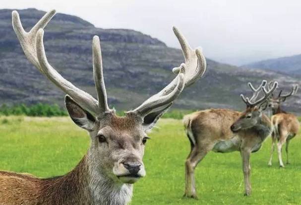 马鹿图片 第7张